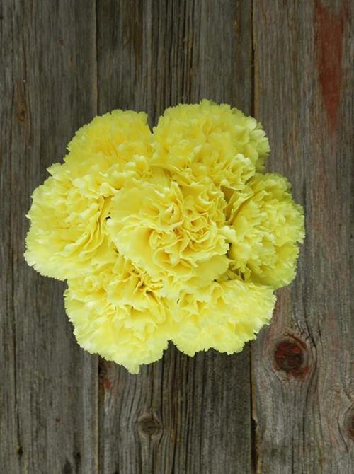 GIOELE YELLOW CARNATIONS